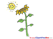 Sun Sunflower download Clip Art for free