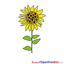 Sunflower free Illustration download