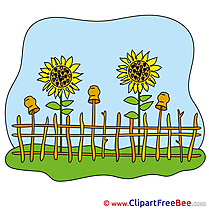 Sunflowers Fence Pics download Illustration