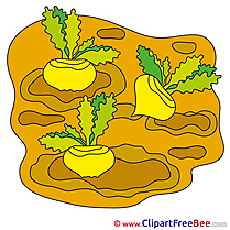 Turnips Pics free Illustration