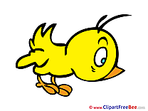 Yellow Chick Pics printable Cliparts