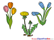Bloom Flowers download Illustration