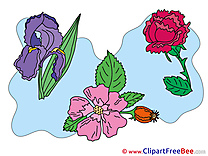 Clipart beautiful Flowers Illustrations