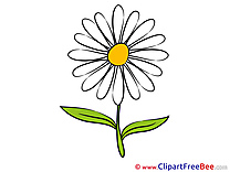 Daisy Clipart Flowers free Images