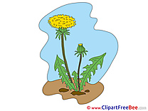 Dandelion Clip Art download Flowers