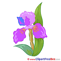 Iris Flowers free Images download