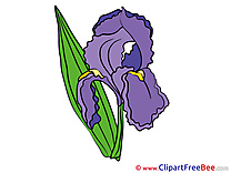 Iris free Cliparts Flowers