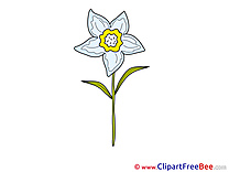 Narcissus Flowers free Images download