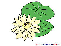 Nenuphar free Illustration Flowers