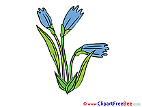 Pics Cornflower Flowers free Image