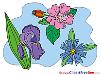 Pics Flowers free Image