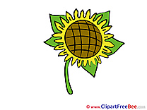 Sunflower Flowers Illustrations for free