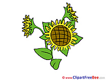 Sunflower free Illustration Flowers