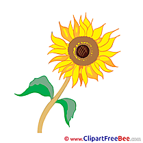 Sunflower Pics Flowers free Cliparts