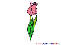 Tulip Flowers Clip Art for free