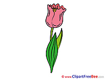 Tulip Pics Flowers Illustration