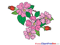 Wild Rose printable Illustrations Flowers