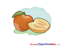 Apricot Pics free Illustration