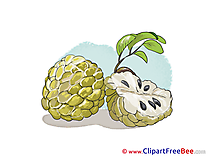 Cherimoya Pics download Illustration