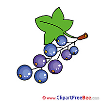 Currant free Illustration download