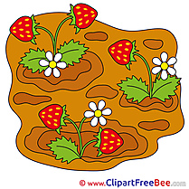 Garden Strawberry free Illustration download