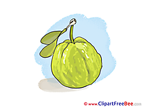 Guava free Illustration download