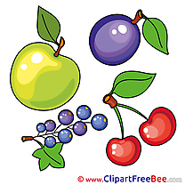 Illustration Fruits Apple Cherry Plum Clipart free Image download