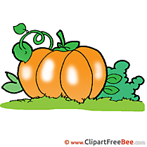 Garden Pumpkin Pics Halloween Illustration