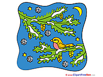 Bird Night Pics New Year free Image