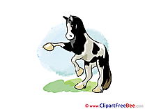 On hind Legs Horse free Images download