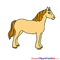 Pics Animal Horse free Image