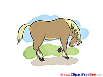 Pics Horse free Image