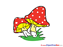 Amanita Mushrooms Images download free Cliparts