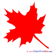 Maple Leaf Pics download Illustration