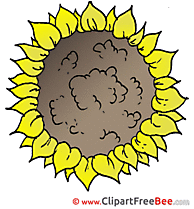 Sunflower Images download free Cliparts