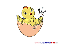 Chicken Egg Shell Pics free download Image