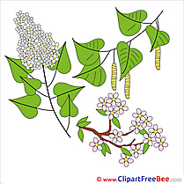 Lilac Branch free printable Cliparts and Images