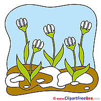 Snowdrops Spring download Clip Art for free