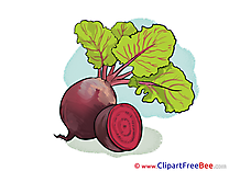 Beet download printable Illustrations