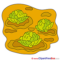 Garden Cabbage Clipart free Illustrations