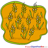 Garden Wheat Images download free Cliparts