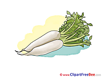 Radish Clipart free Illustrations