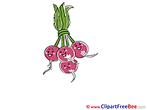 Radish Pics printable Cliparts