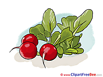 Radish printable Illustrations for free