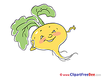 Turnip free Illustration download