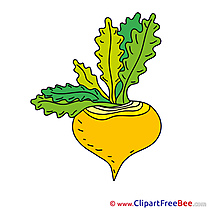 Turnip printable Illustrations for free