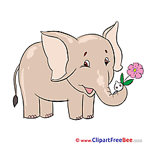 Elephant Flower Images download free Cliparts