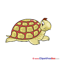 Turtle Clipart free Image download